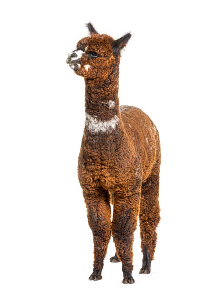 istock Rose grey young alpaca eight months old - Lama pacos 1403014246