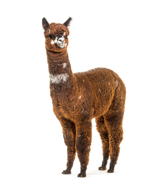 istock Rose grey young alpaca eight months old - Lama pacos 1403014320