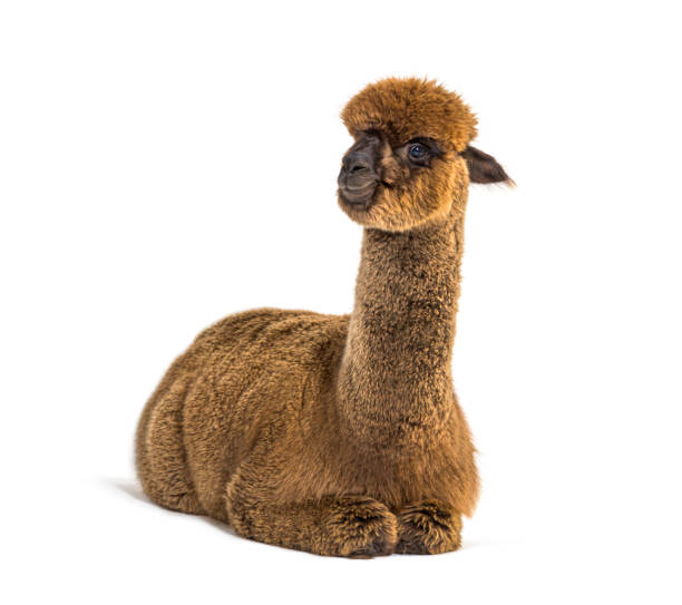 Dark brown young alpaca lying donw - Lama pacos