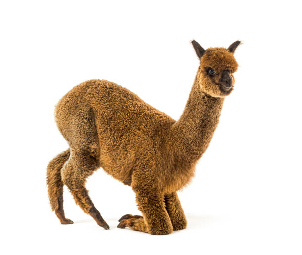 istock Dark brown young alpaca kneeling - Lama pacos 1403014324