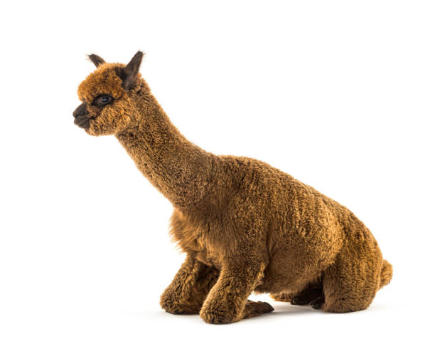 istock Dark brown young alpaca kneeling - Lama pacos 1403014341
