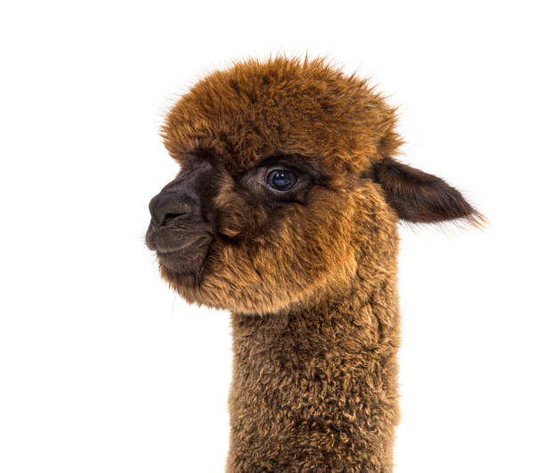 istock Dark brown young alpaca - Lama pacos, isoltaed on white 1403014346