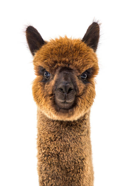 Dark brown young alpaca - Lama pacos, isoltaed on white stock photo