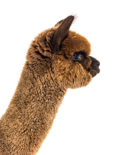 istock Dark brown young alpaca - Lama pacos, isoltaed on white 1403014396