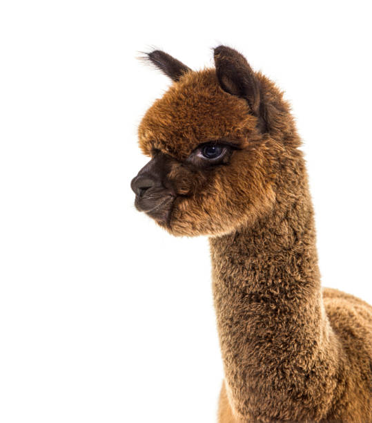 istock Dark brown young alpaca - Lama pacos, isoltaed on white 1403014403