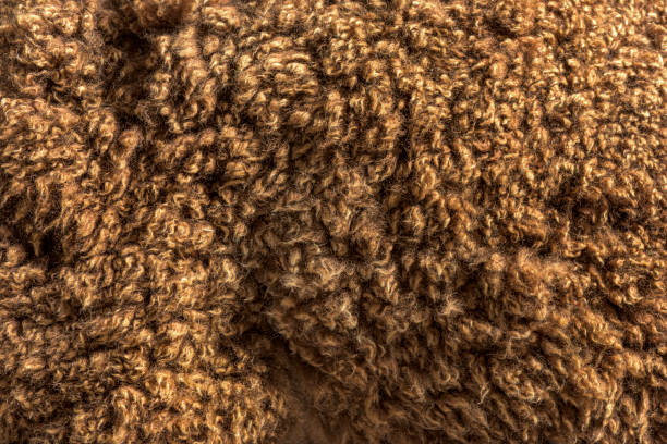 istock Close-up on Rose grey young alpaca wool or fiber- Lama pacos 1403014487