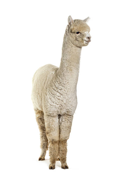 White eight months old alpaca - Lama pacos, isolated White eight months old alpaca - Lama pacos, isolated lama stock pictures, royalty-free photos & images