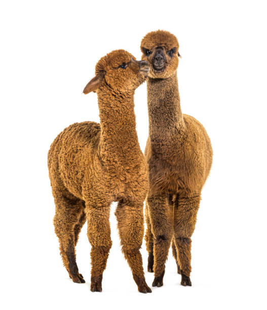 istock Two alpacas Light and dark brown together - Lama pacos, together isolated 1403014553