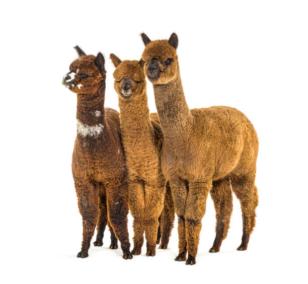 istock Group of many different colors alpaca in a row - Lama pacos 1403014586