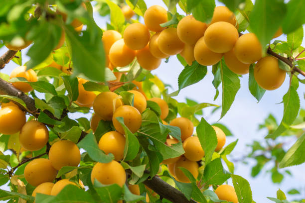 istock Cherry plum fruits on a tree branch, fruit tree,yellow plums 1403014646