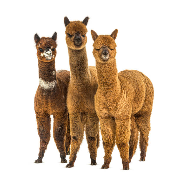 istock Group of many different colors alpaca in a row - Lama pacos 1403014657