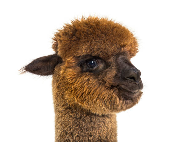istock Portrait of a brown alpaca - Lama pacos, isoltaed on white 1403014663