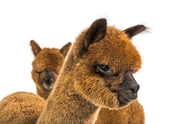 istock Portrait of a brown alpaca - Lama pacos 1403014665