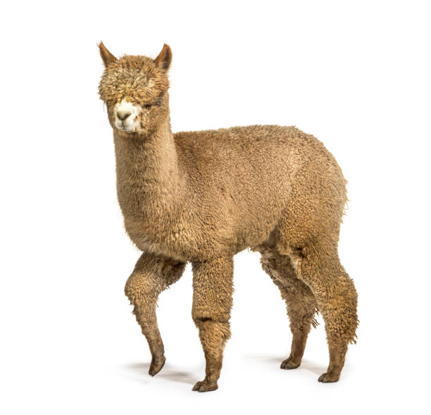 istock Light fawn alpaca Walking - Lama pacos 1403014721