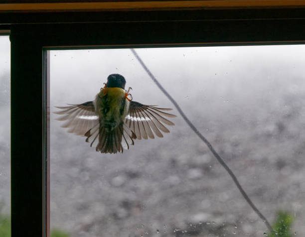 istock Male south island tomtit attacking a rival, his own reflection in a window, Nelson Lakes National Park, Aotearoa / New Zealand 1403014723