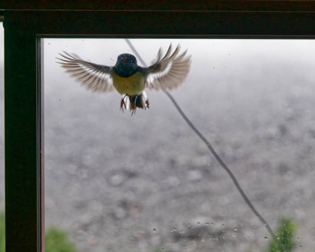 istock Male south island tomtit attacking a rival, his own reflection in a window, Nelson Lakes National Park, Aotearoa / New Zealand 1403014726