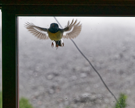 A territorial male south island tomtit attacking a rival, his own reflection in a window of Hopeless Creek Hut, Nelson Lakes National Park, Aotearoa / New Zealand