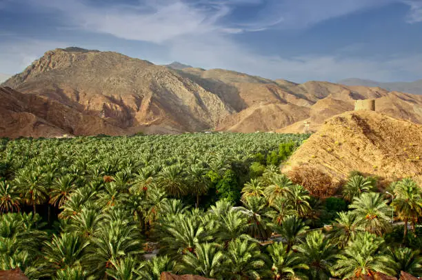 Dates farm among the barren mountain in the Oman