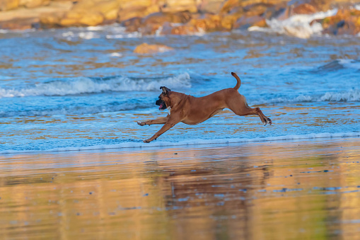 Boxer dog jumping for joy in the sunset light at Umina Point, Umina Beach, NSW, Australia