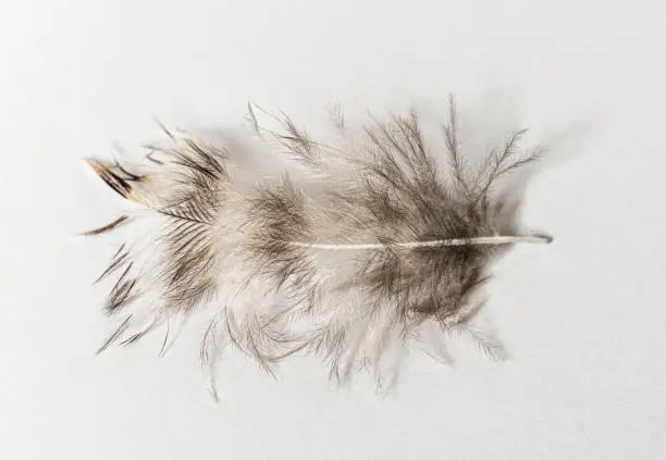 close-up on a down feather of a one month old Tawny Owl, Strix aluco