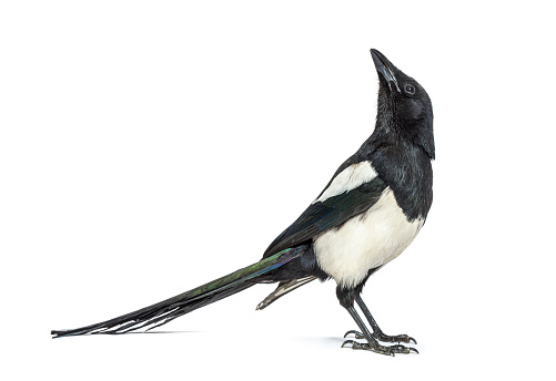 European Magpie looking up, Pica pica, Isolated on whte