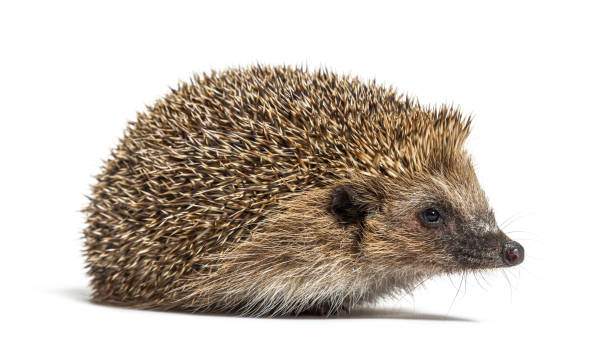 Common European hedgehog, Erinaceus europaeus, Isolated on white Common European hedgehog, Erinaceus europaeus, Isolated on white echidna isolated stock pictures, royalty-free photos & images