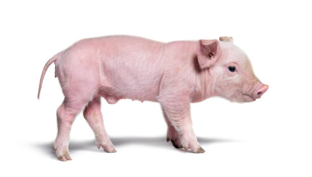 istock Side view of a young pig (mixedbreed), isolated 1403018033
