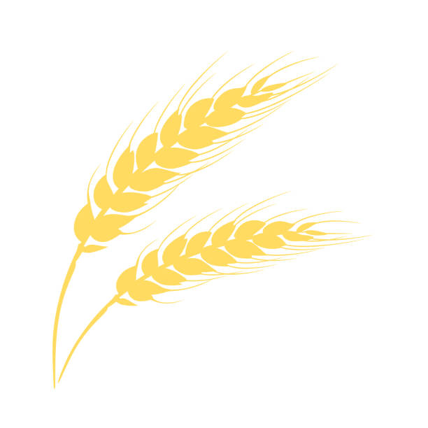 stockillustraties, clipart, cartoons en iconen met silhouette of ears of wheat. vector illustration. agricultural plant icon. - wheat