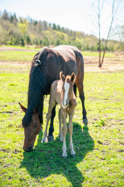 istock young horse family 1403018831