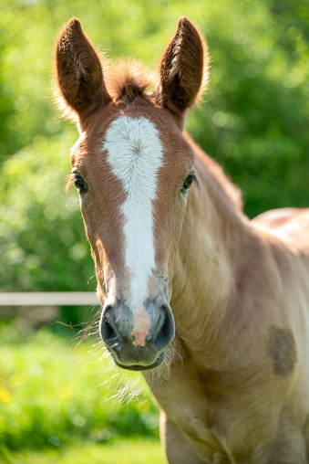 full face portrait of brown foal with big white mark on head