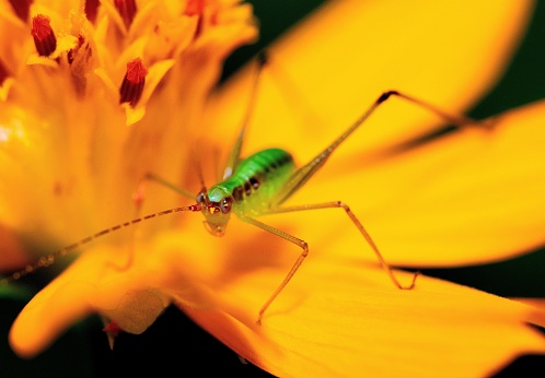 Grasshopper on yellow flower petals - animal behavior.