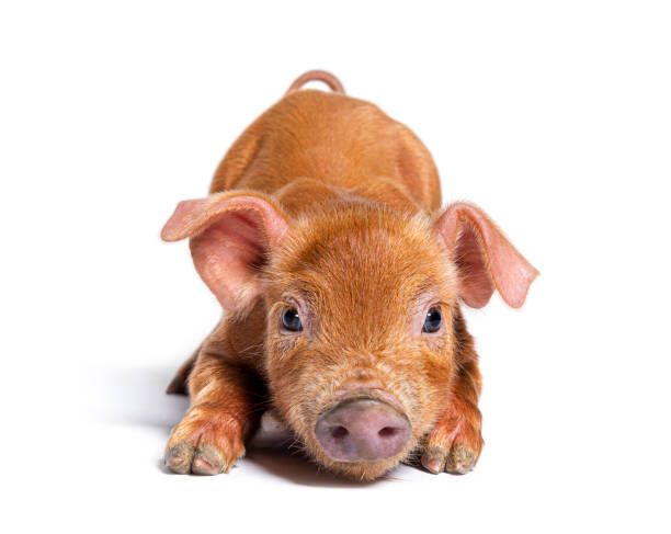 Young pig kneeling in front (mixedbreed), isolated Young pig kneeling in front (mixedbreed), isolated duroc pig stock pictures, royalty-free photos & images