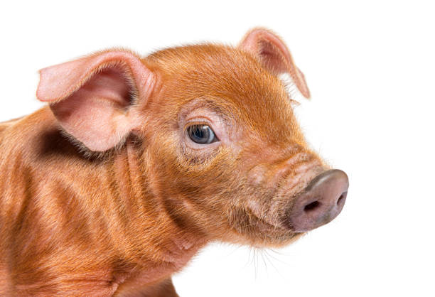 Portrait close-up of a young pig head (mixedbreed), isolated Portrait close-up of a young pig head (mixedbreed), isolated duroc pig stock pictures, royalty-free photos & images