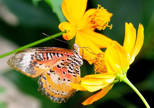 Orange butterfly Oriental striped tiger or Danaus genutia, hanging on a double yellow Cosmos flower with blurred yellow brown background
