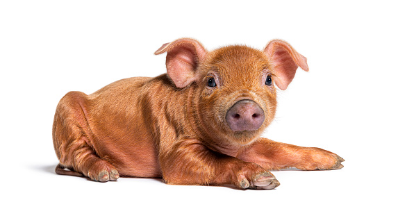 Young pig lying down looking at the camera(mixedbreed), isolated
