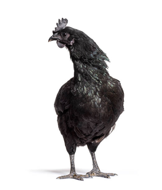 istock Ayam Cemani hen standing in front, isolated on white 1403021177