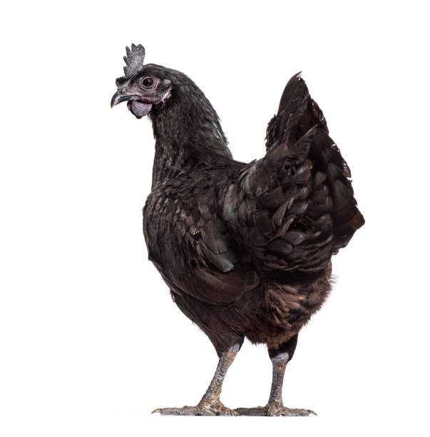 istock Back view of a Ayam Cemani hen looking back, isolated on white 1403021210