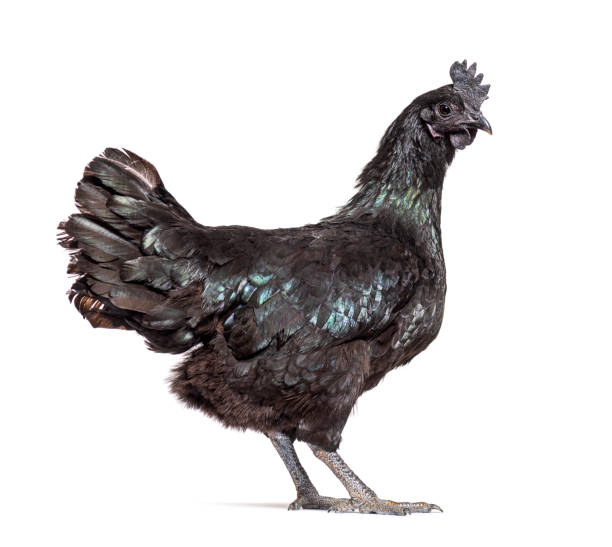 istock Side view of a Ayam Cemani hen, isolated on white 1403021211