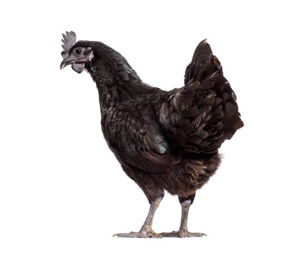 Back view of a Ayam Cemani hen looking back, isolated on white