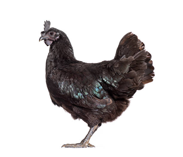 istock Side view of Ayam Cemani hen, isolated on white 1403021233