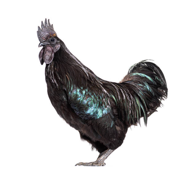 istock Ayam Cemani rooster isolated on white 1403021332