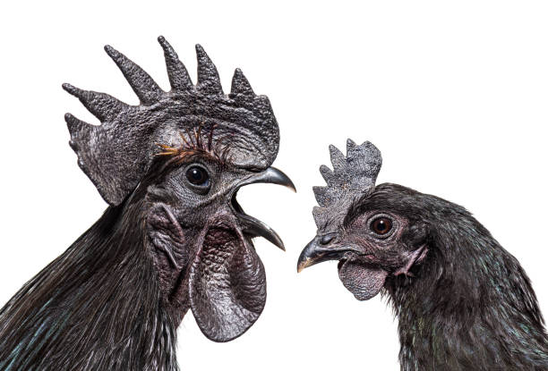 istock Side view of a Cemani rooster singing, isolated on white 1403021564