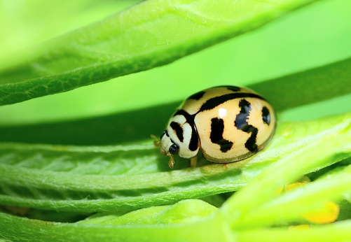 Lady bug on branch - animal behavior.