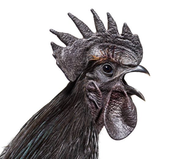 istock Side view of a Cemani rooster singing, isolated on white 1403021616