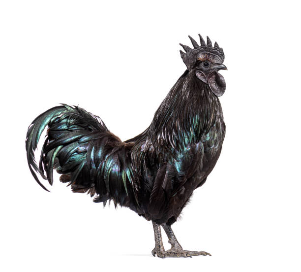istock Profile view of a Ayam Cemani rooster, chicken, isolated on white 1403021828
