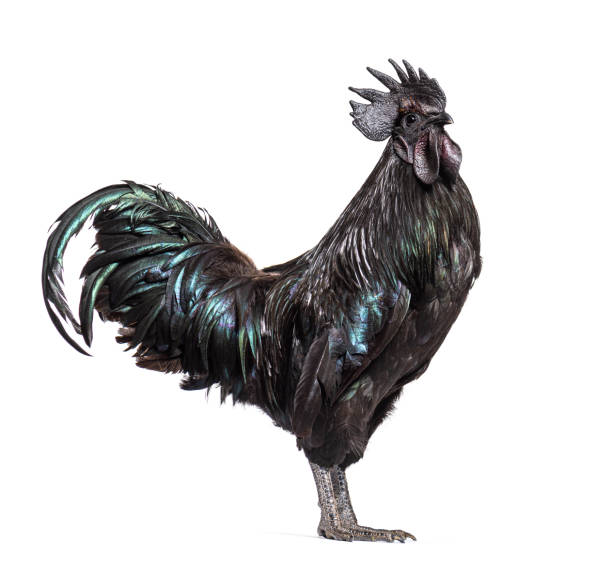 istock Profile view of a Ayam Cemani rooster, chicken, isolated on white 1403021941