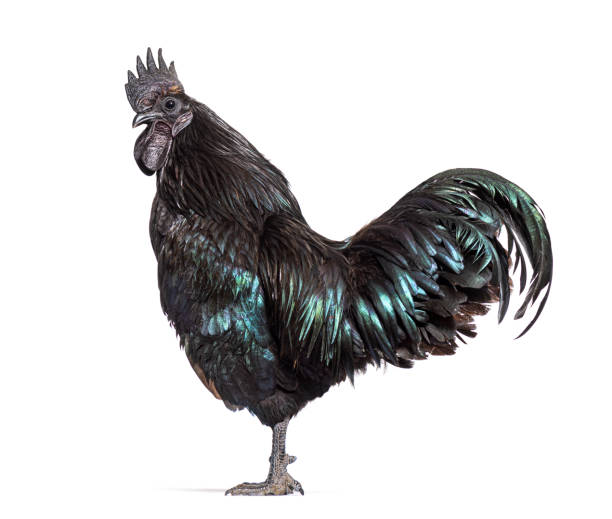 istock Profile view of a Ayam Cemani rooster, chicken, isolated on white 1403022042