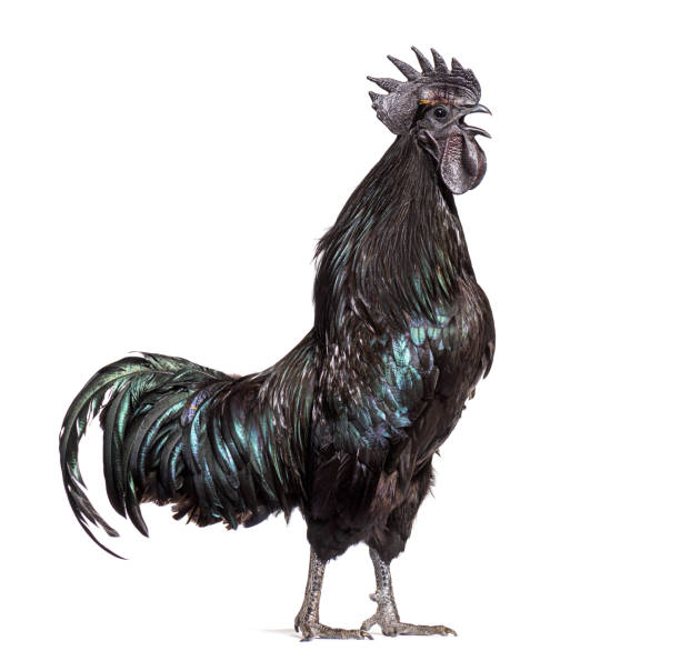 istock Side view of a Cemani rooster singing, isolated on white 1403022229