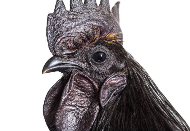istock Close-up on a Ayam Cemani rooster chicken, isolated on white 1403022328