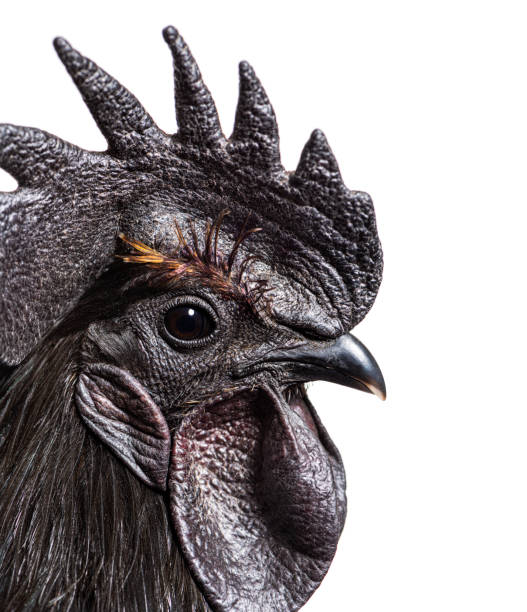 istock Close-up on a Ayam Cemani rooster chicken, isolated on white 1403022346